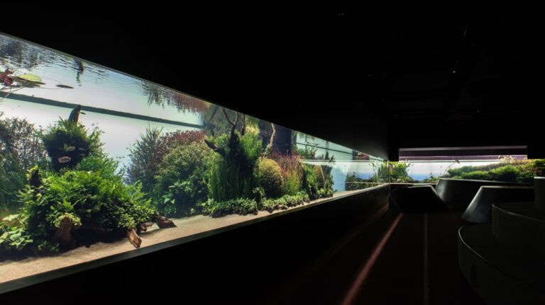 Exposição Florestas Submersas celebra 10 anos no Oceanário de Lisboa com visitas aos bastidores