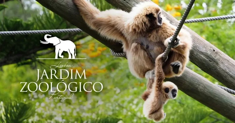 O Jardim Zoológico de Lisboa celebra 141 anos com visitas gratuitas e atividades para crianças