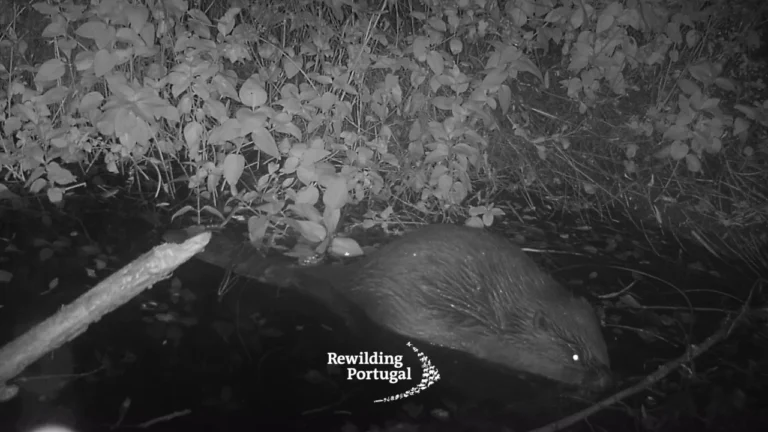 Castor europeu regressa a Portugal após cinco séculos de ausência