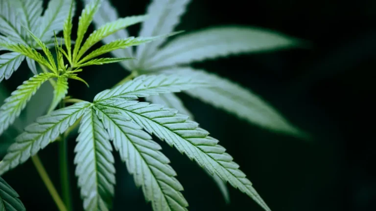 Como o cultivo pode influenciar diretamente a composição da flor de CBD