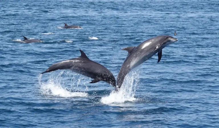 Proibida a observação de golfinhos na entrada do Estuário do Sado durante agosto