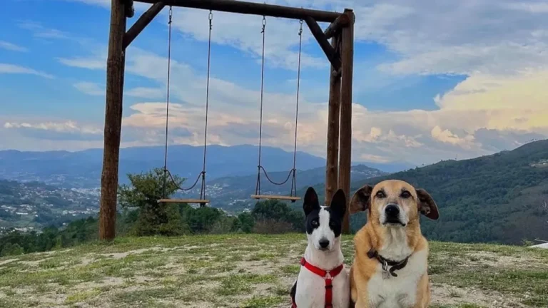 Hotéis pet-friendly em Portugal: 7 opções para viajar com o vosso animal de estimação