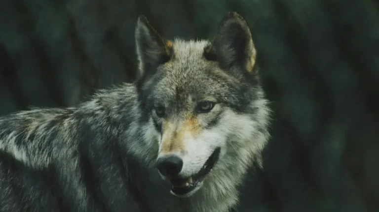 Governo lança novo programa para travar declínio do lobo-ibérico