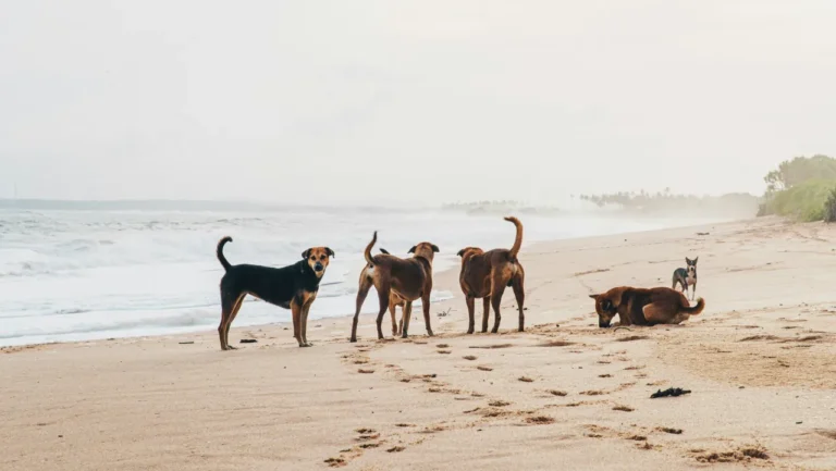 Projeto de Lei do PAN propõe acesso livre de animais de companhia às praias portuguesas