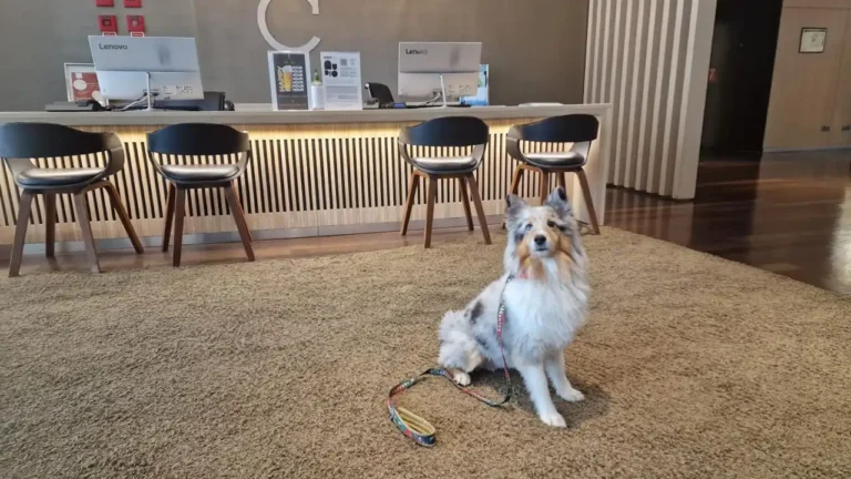 Oito hotéis pet friendly onde os cães são bem-vindos