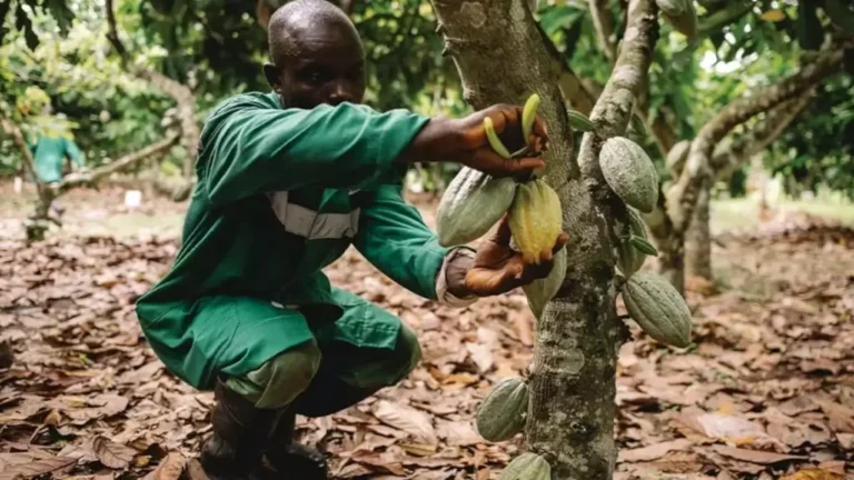 Nestlé desenvolve técnica para aumentar o aproveitamento do cacau na produção de chocolate