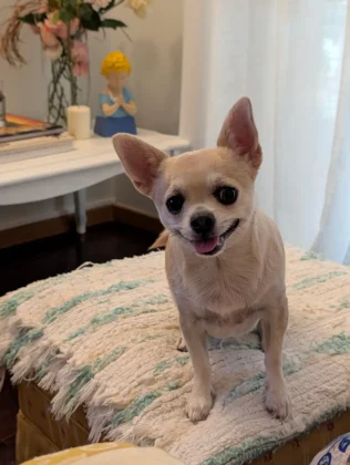 Foto com o Google Pixel 10 Pro XL