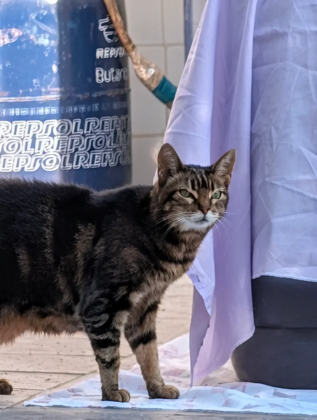 Foto com o Google Pixel 10 Pro XL