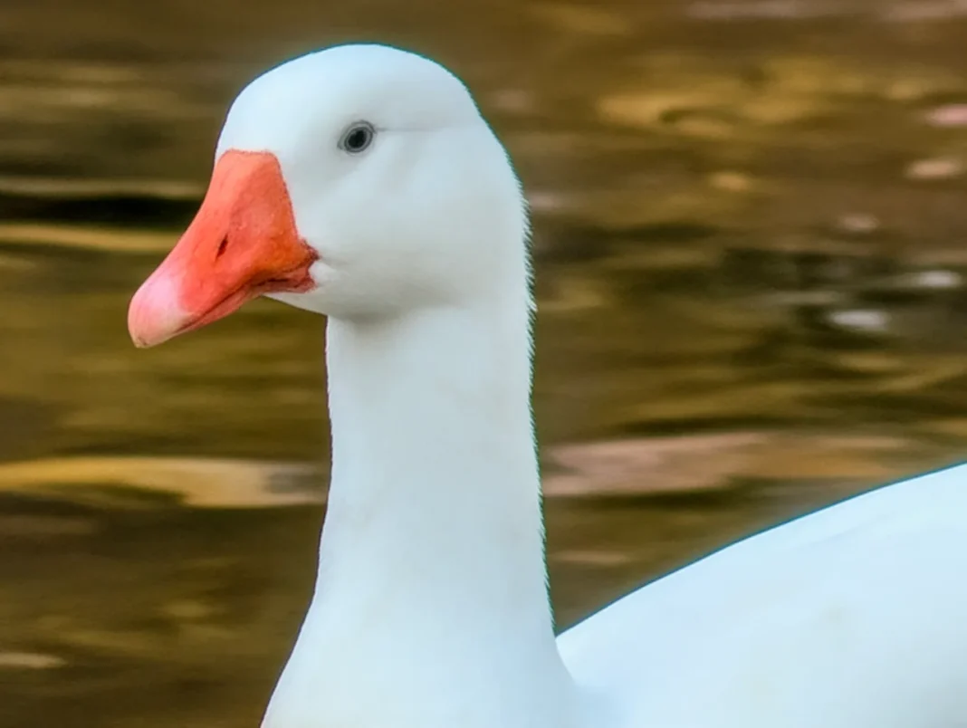 Foto com o Google Pixel 10 Pro XL