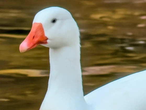 Foto com o Google Pixel 10 Pro XL