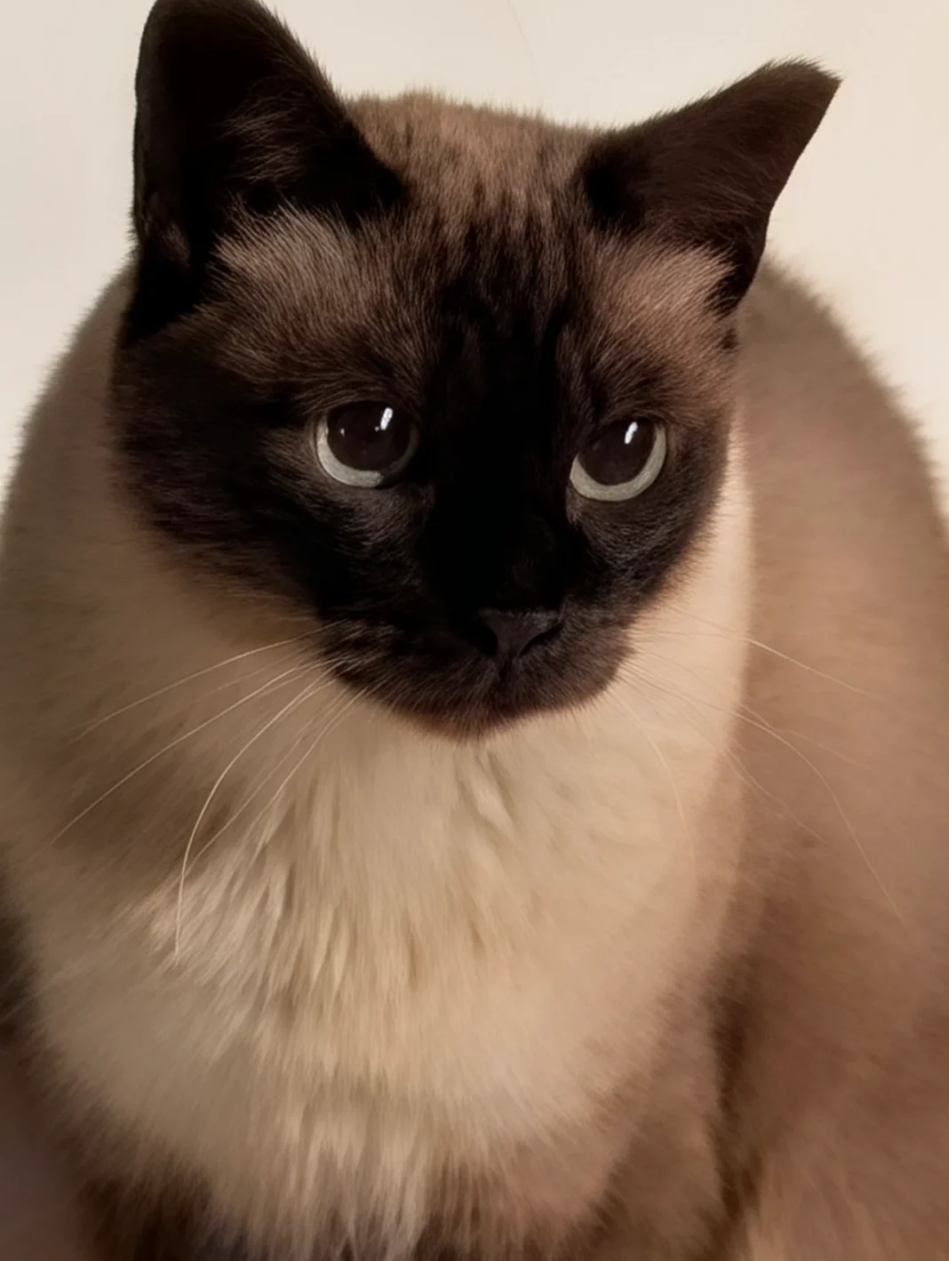 Foto com o Google Pixel 10 Pro XL