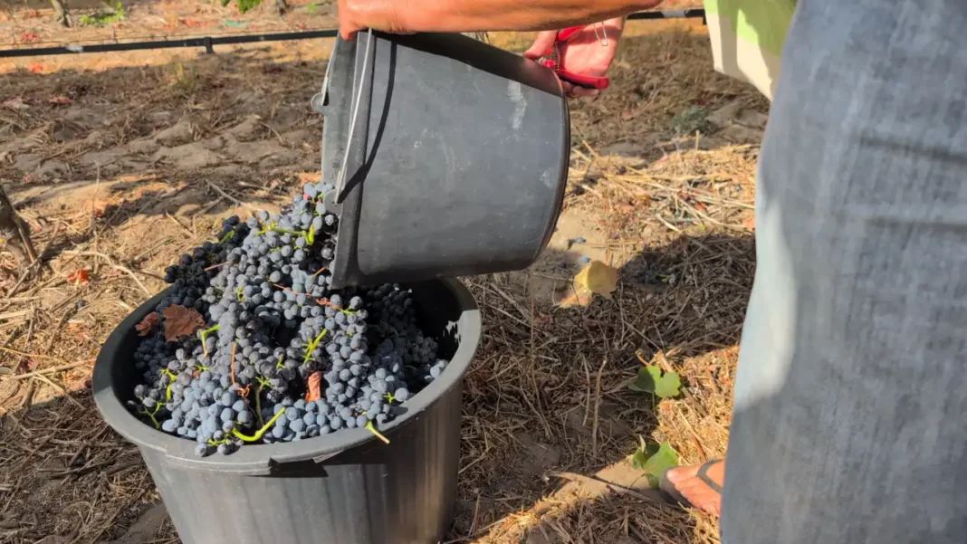 Adega de Palmela - Um Dia de Vindima