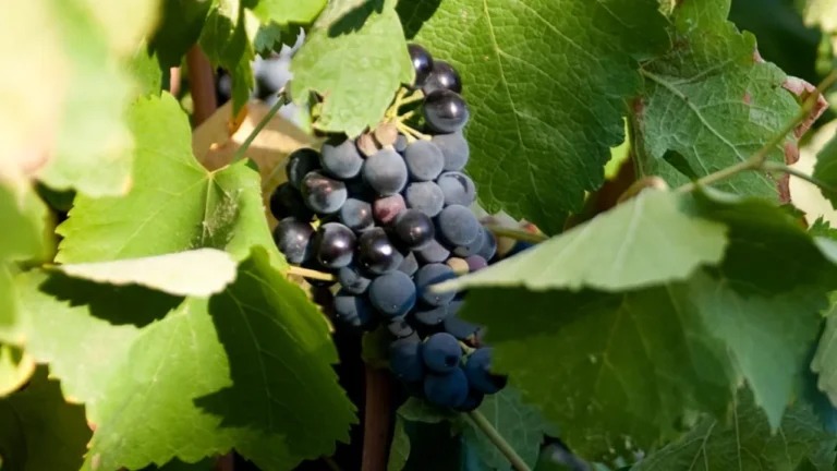 Viver a vindima na Adega de Palmela: um dia muito especial