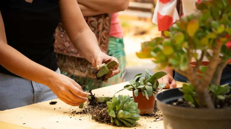 FAVA 2025: a maior feira vegan e ecológica regressa a Loulé com entrada gratuita