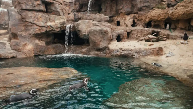 Oceanário de Lisboa reabre habitat dos pinguins com cenário subantártico