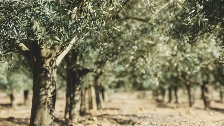 Festival do Azeite Novo chega a Lisboa para celebrar o azeite português