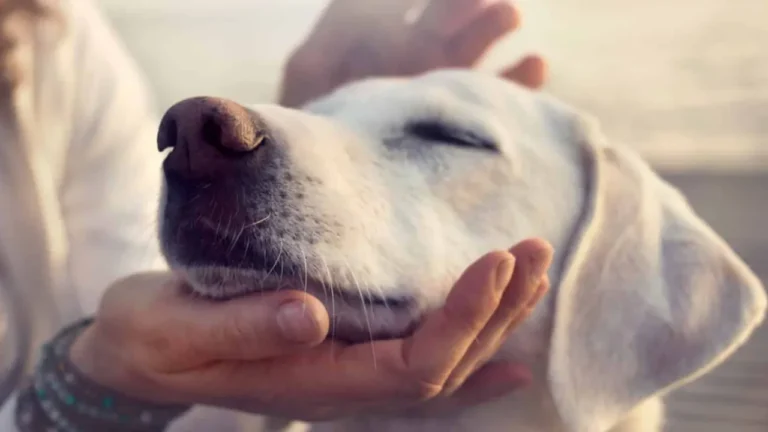 Proteção animal: IRA recebe reconhecimento oficial como entidade de socorro