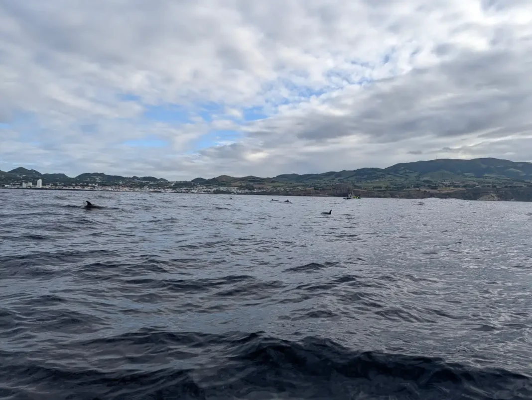 acores familia golfinhos