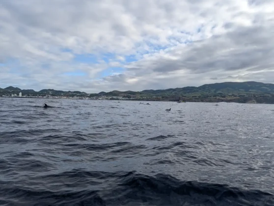 acores familia golfinhos