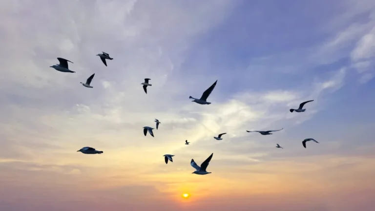 Programa de orniterapia do Praia do Sal Resort & SPA disponível até final de março