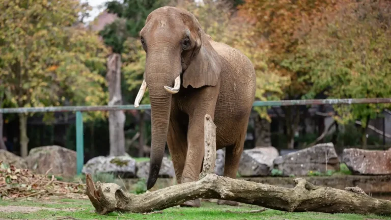 Pangea. Está a nascer no Alentejo o primeiro grande santuário para elefantes na Europa