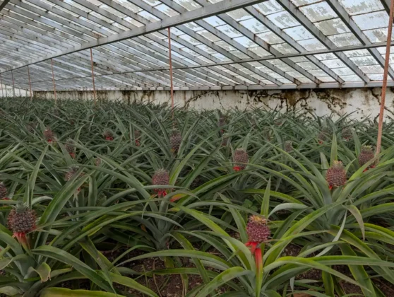 plantacao ananases 1