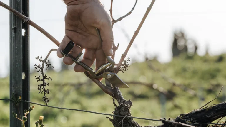 Quinta do Sampayo lança roteiro Poda & Prova para celebrar o Dia Nacional do Enoturismo