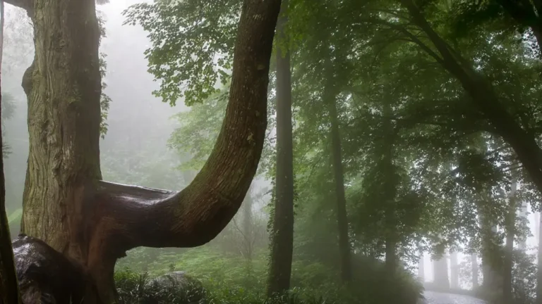 A árvore do Parque da Pena que parece mover-se com o tempo