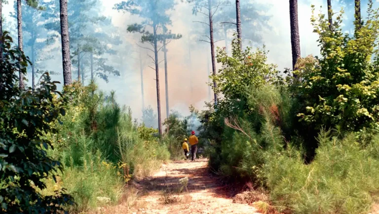 Portugal recebe reforço de maquinaria florestal para preparar a próxima época de incêndios