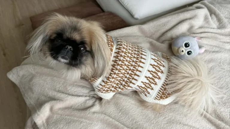 ZU assinala 11 anos com a chegada da coleção pet da Salsa Jeans