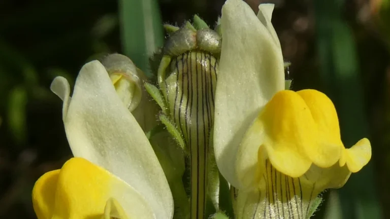 Linaria almadensis: a planta que só existe em Almada foi descoberta por investigador da Universidade de Coimbra