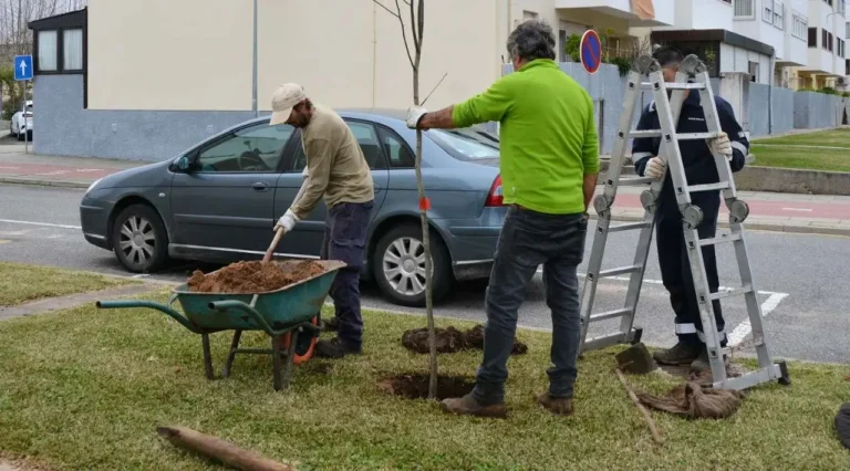 Santiago do Cacém avança com nova ação de reflorestação em Vila Nova de Santo André