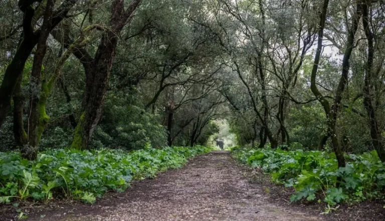 Lisboa reabre parques e jardins após melhoria das condições meteorológicas