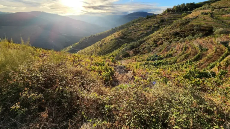 Num micro‑lote no Douro, Kimbrel Wines investe 10 milhões em vinhos de parcela e enoturismo
