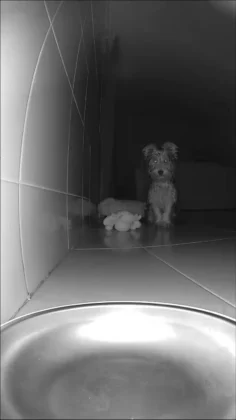 Aplica&ccedil;&atilde;o do Petoneer Nutrivue Feeder