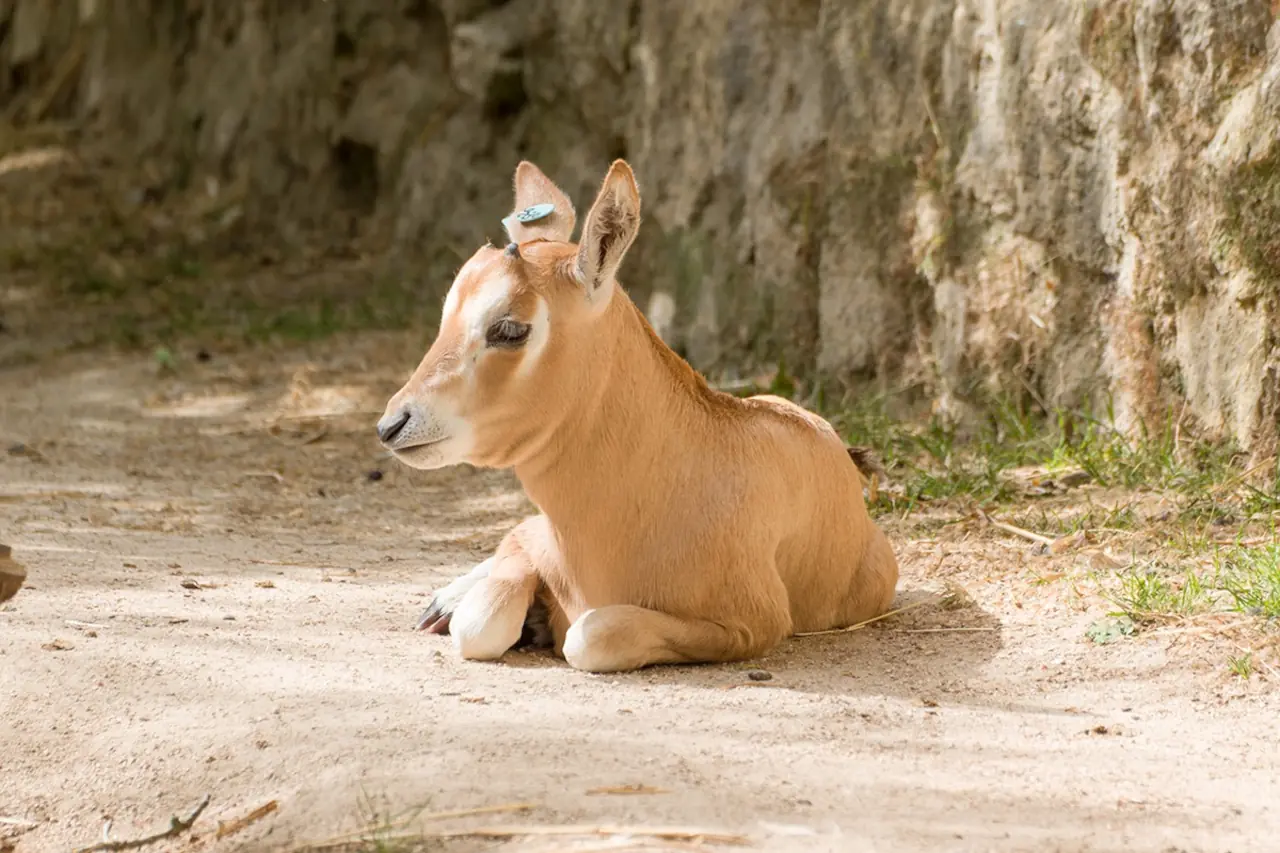 cria de órix-de-cimitarra